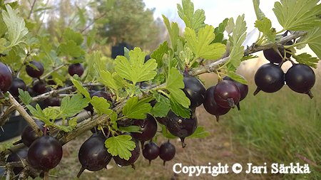 Ribes Uva-crispa-Ryhm   'Lepaan Punainen'